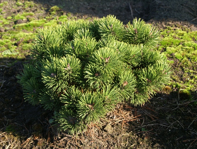 Pinus mugo 'Noack'