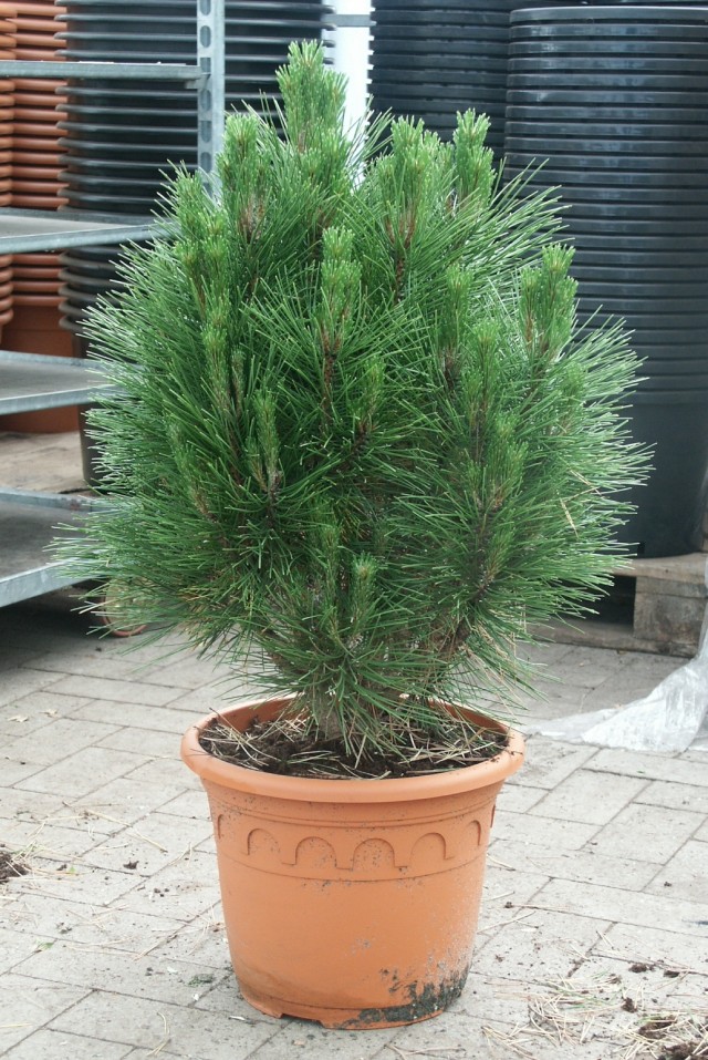 Pinus nigra 'Kleiner Turm' - Säulenform der Schwarzkiefer