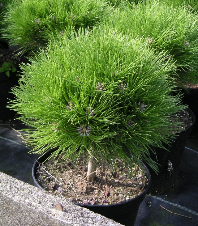 Pinus nigra 'MARIE BREGEON (R) (S) - Zwergschwarzkiefer MARIE BREGEON