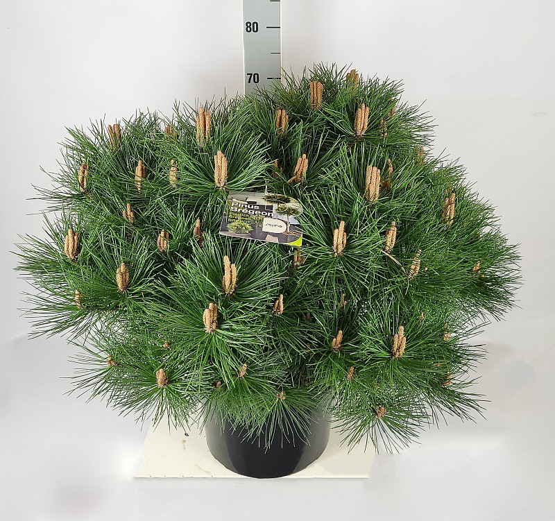 Pinus nigra 'Pierrick Bregeon' - Zwergschwarzkiefer Pierrick Bregeon