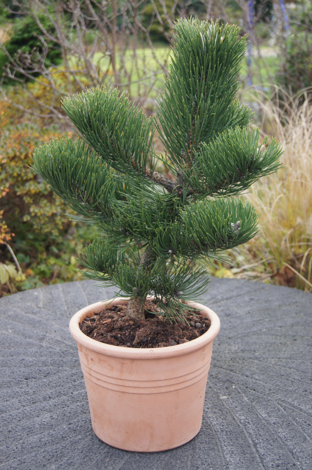 Pinus nigra 'Select'