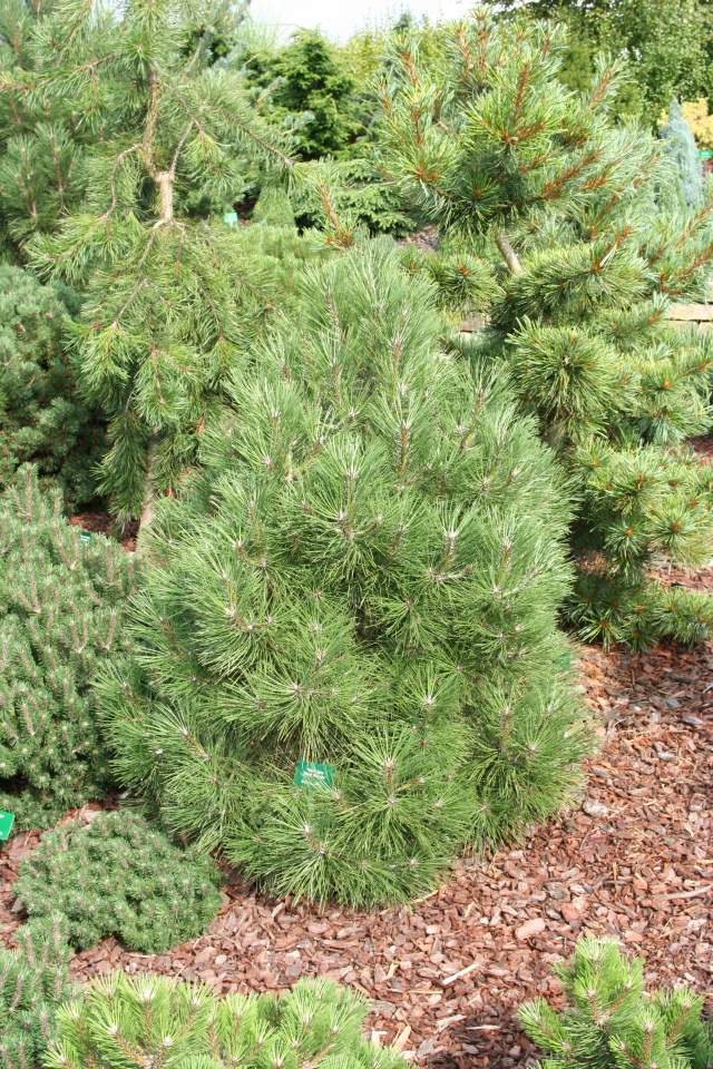 Pinus nigra 'Spielberg' - Kugelschwarzkiefer