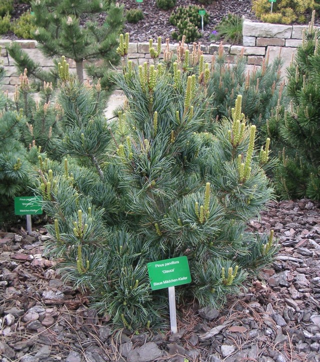 Pinus parviflora 'Glauca' - die blaue Mädchenkiefer