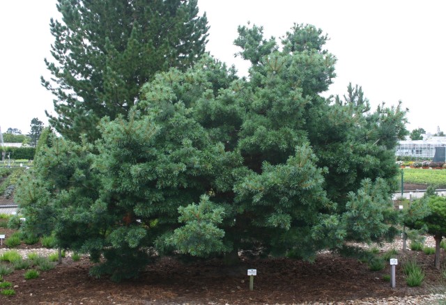 Pinus parviflora 'Schoons Bonsai' - Mädchenkiefer Schoons Bonsai