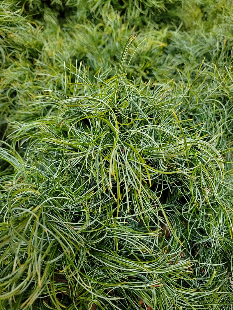 Pinus parviflora 'Twister Green'' - Mädchenkiefer Twister Green