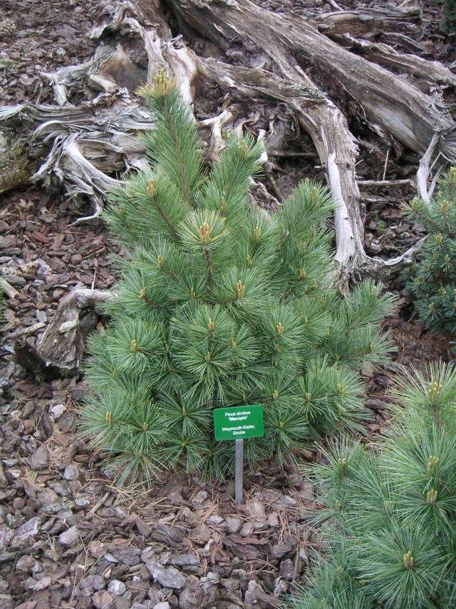 Pinus strobus 'Macopin' - die Zwergseidenkiefer