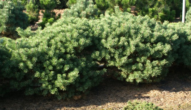 Pinus sylvestris 'Lettland' - lettische Selektion der Waldkiefer