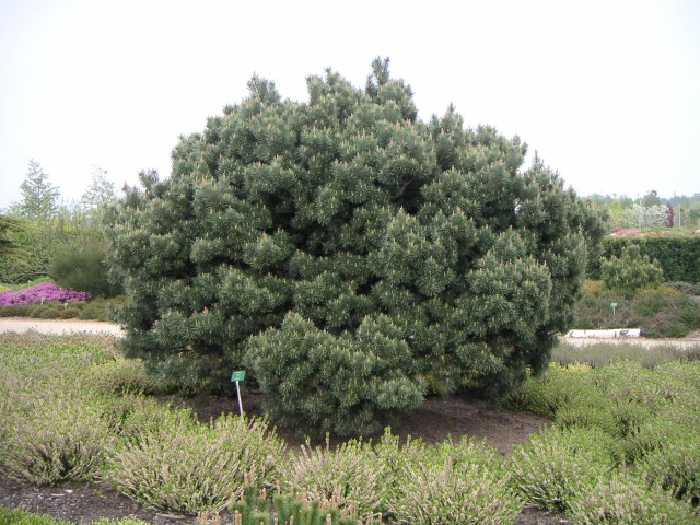Pinus sylvestris 'Watereri' - die Silberkiefer