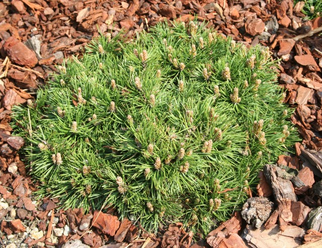 Pinus uncinata 'Grüne Welle' - Zwergform der Haken-Kiefer
