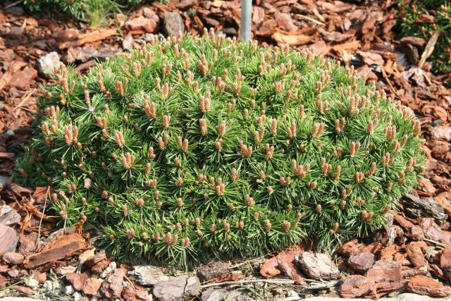 Pinus uncinata 'Paradekissen' - Zwergform der Haken-Kiefer