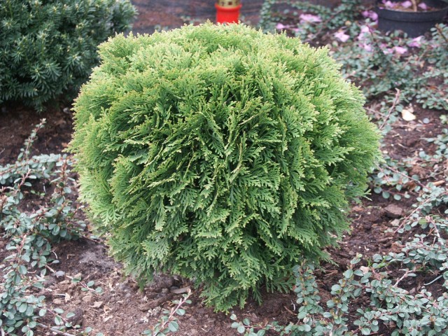 Thuja occidentalis 'Danica' - Kugel-Lebensbaum
