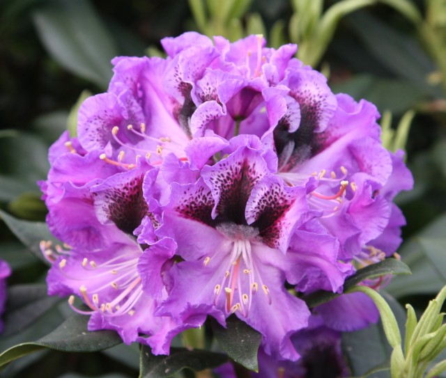 Rhododendron Hybride Blaue Jungs