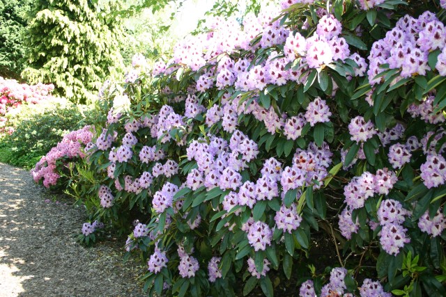 Rhododendron Hybride 'Blue Peter' - Großblumige Alpenrose Blue Peter