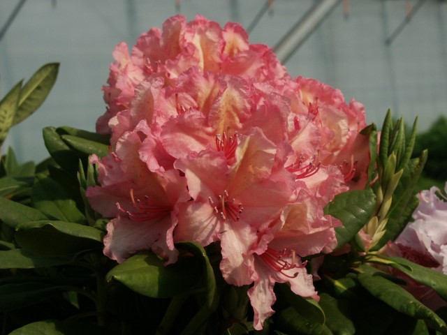 Rhododendron Hybride 'Brasilia' - Großblumige Alpenrose Brasilia