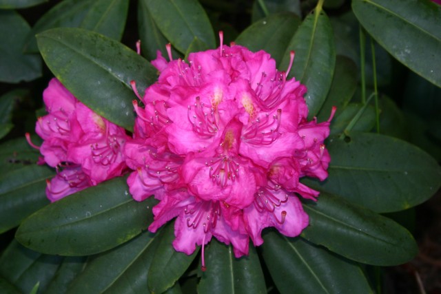 Rhododendron Hybride 'Catharine van Tol' - Großblumige Alpenrose Catharine van Tol