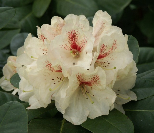 Rhododendron Hybride 'Goldbukett' - Großblumige Alpenrose Goldbukett