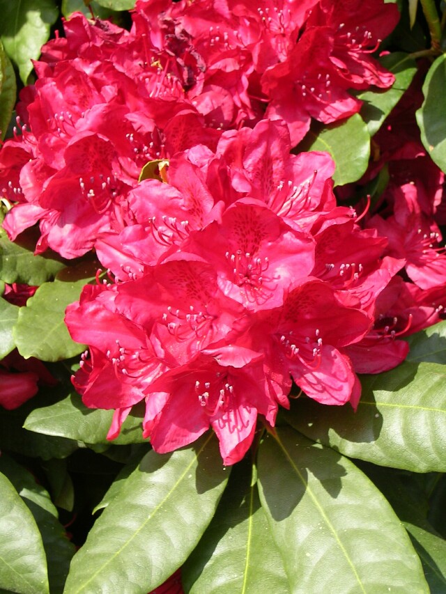 Rhododendron Hybride 'Hachmanns Feuerschein' ® - Großblumige Alpenrose Hachmanns Feuerschein
