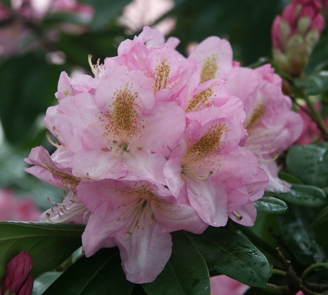 Rhododendron Hybride 'Scintillation' - Großblumige Alpenrose Scintillation