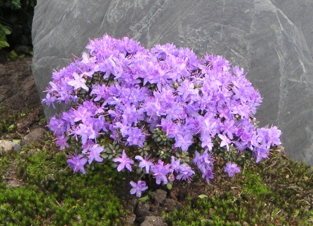 Rhododendron impeditum - violetter Zwergrhododendron