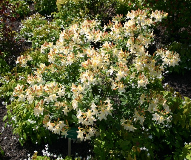Rhododendron luteum 'Daviesii' - Gartenazalee Daviesii