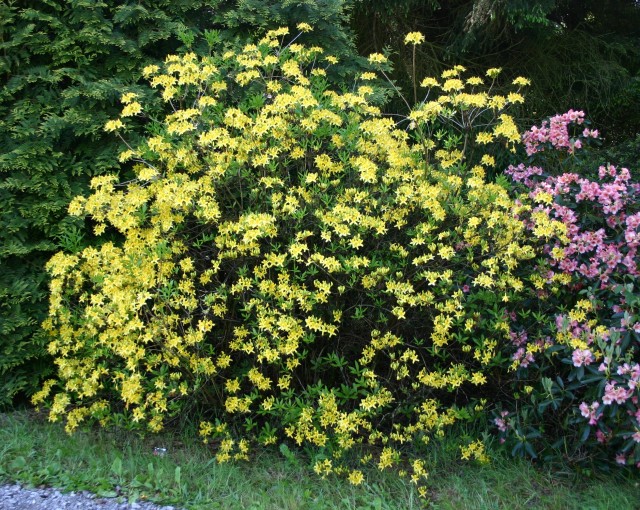 Rhododendron luteum - die Duftazalee