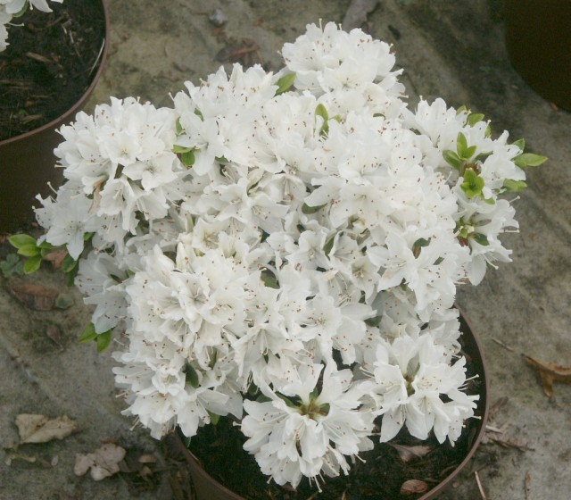 Rhododendron obtusum 'Kermesina Alba' - Japanische Azalee Kermesina Alba