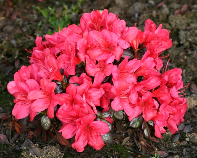 Rhododendron obtusum 'Maruschka' ® - Japanische Azalee Maruschka