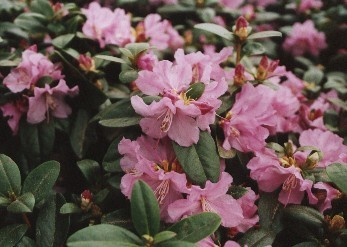 Rhododendron Praecox - Vorfrühlingsalpenrose