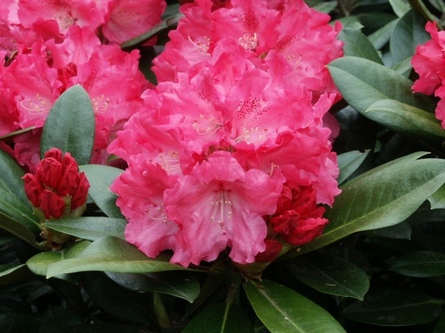 Rhododendron yakushimanum 'Morgenrot' - Ballrhododendron Morgenrot